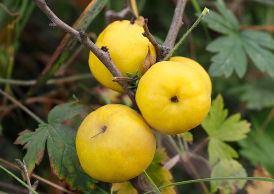 liten rosenkvitten BALSGÅRD RONDO® ('Rondo')