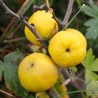 liten rosenkvitten BALSGÅRD RONDO® ('Rondo')