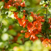 liten rosenkvitten BALSGÅRD RONDO® ('Rondo')