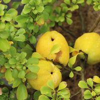 liten rosenkvitten BALSGÅRD RONDO® ('Rondo')