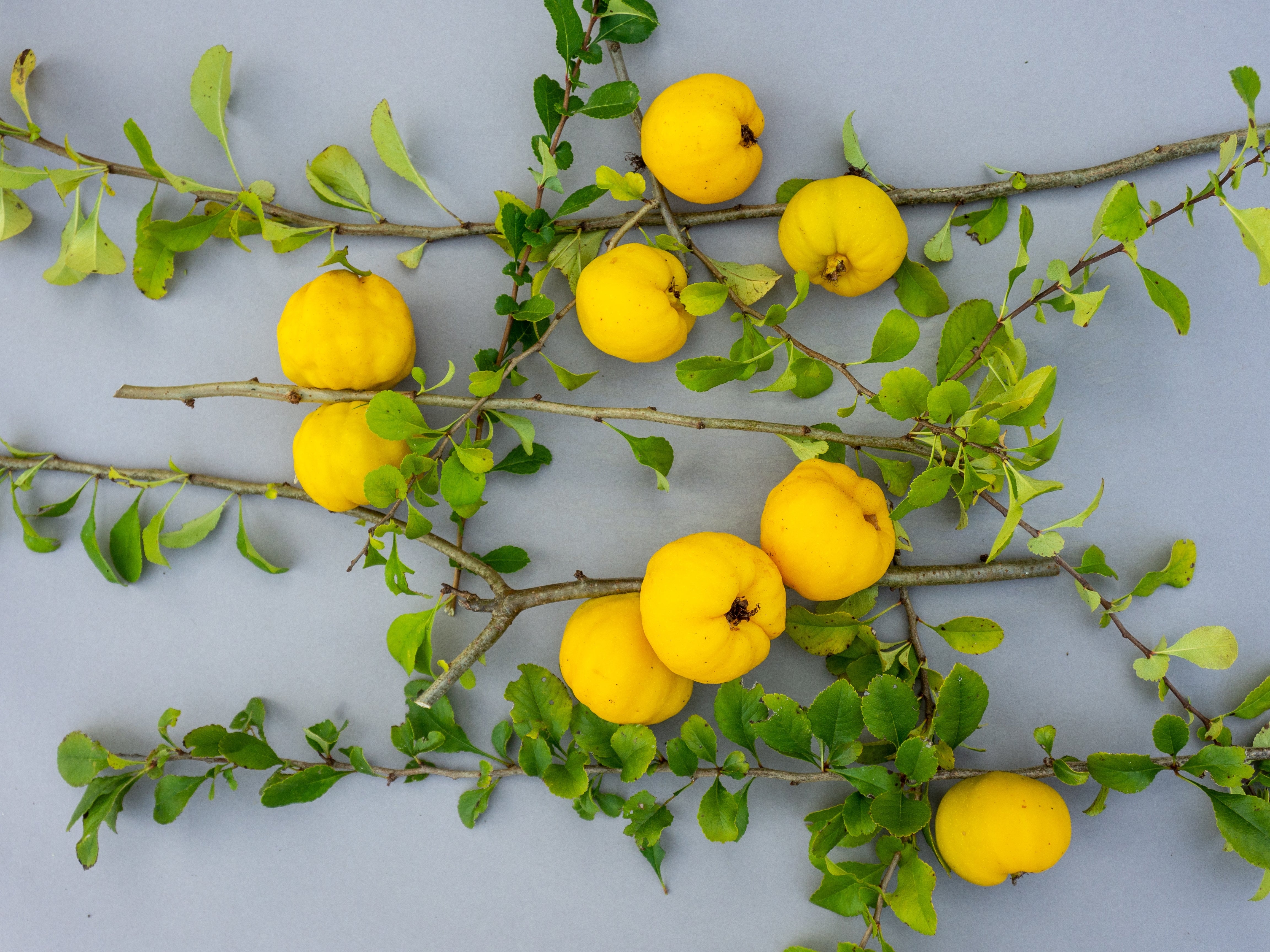liten rosenkvitten BALSGÅRD RONDO® ('Rondo')