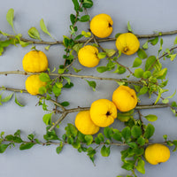 liten rosenkvitten BALSGÅRD RONDO® ('Rondo')
