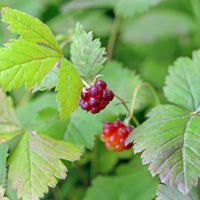 allåkerbär 'Linda'