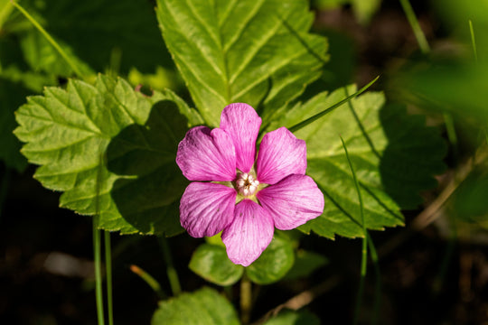 allåkerbär 'Linda'