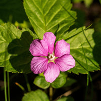 allåkerbär 'Linda'