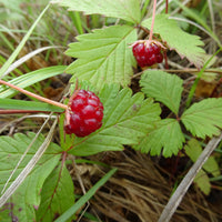 allåkerbär 'Linda'
