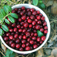 lingon 'Sussi'