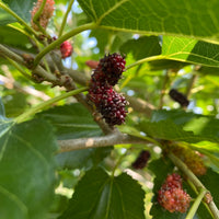 mullbär MOJO BERRY ('Matsunaga'PBR)