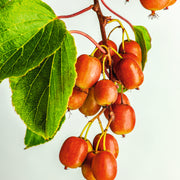 minikiwi 'Ken's Red'