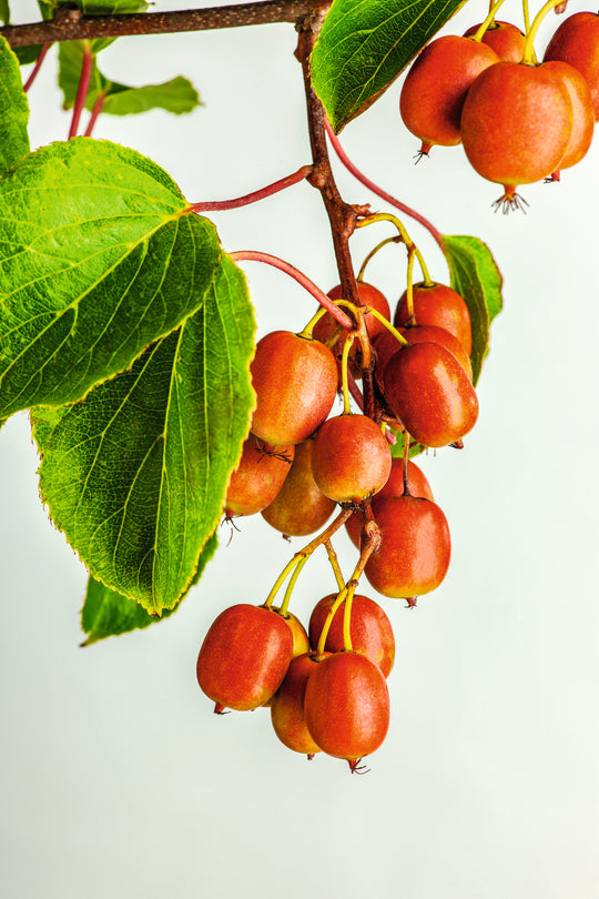 minikiwi 'Ken's Red'