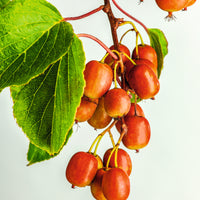minikiwi 'Ken's Red'