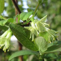 blåbärstry 'Balalaika'