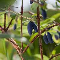 blåbärstry 'Aurora'