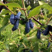 blåbärstry 'Aurora'