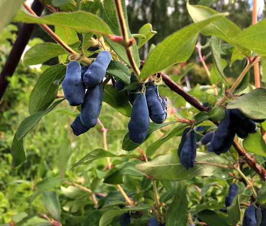 blåbärstry 'Aurora'