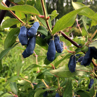blåbärstry 'Aurora'