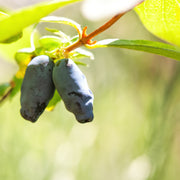 blåbärstry 'Aurora'