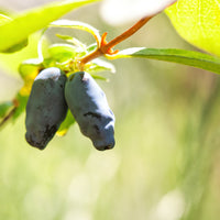 blåbärstry 'Aurora'