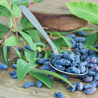 blåbärstry 'Aurora'