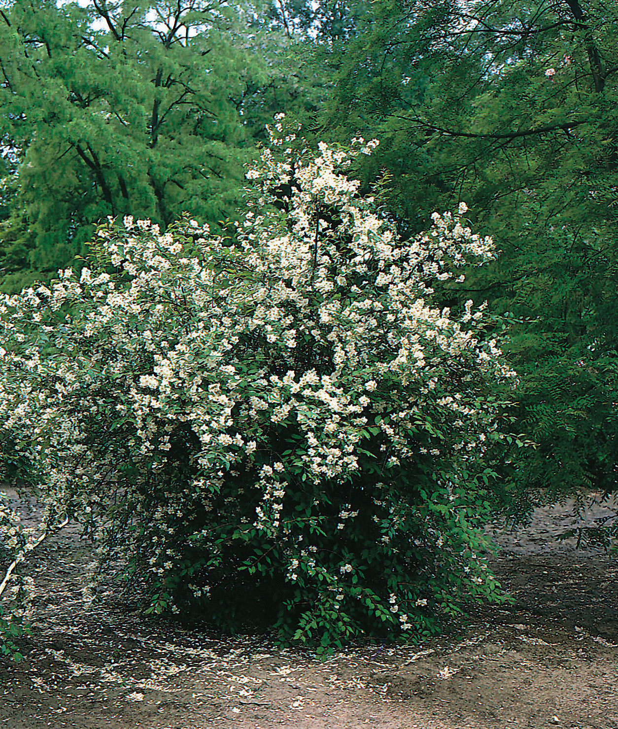 doftschersmin