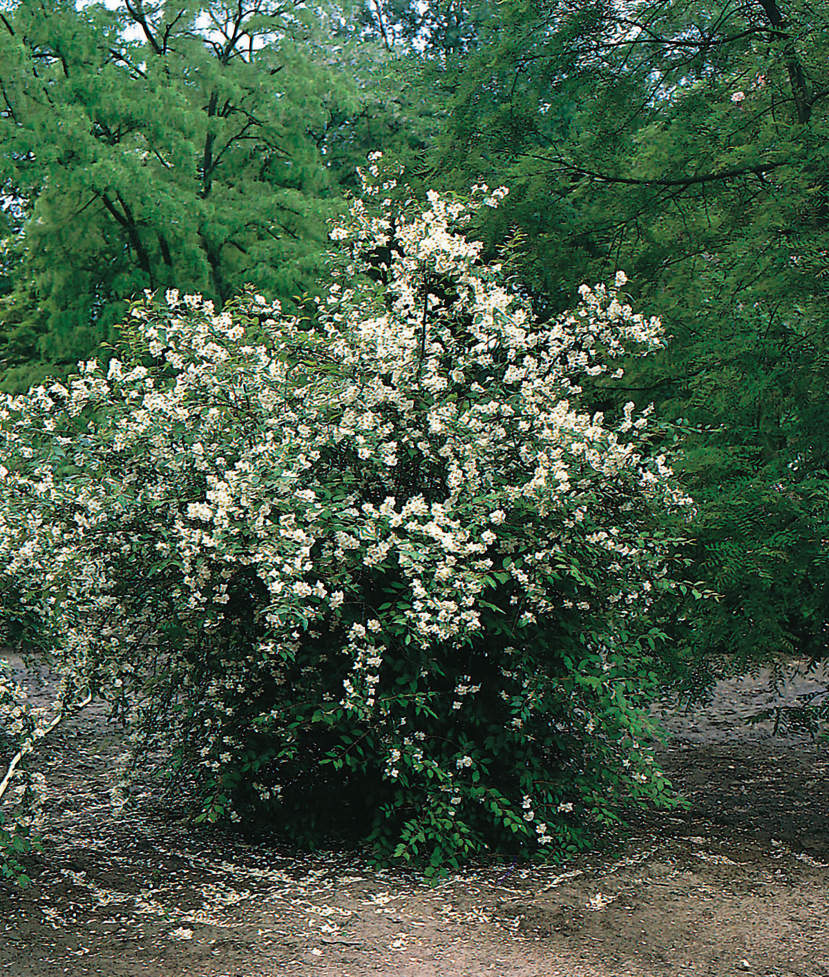 doftschersmin