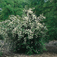 doftschersmin