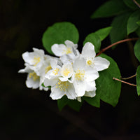 doftschersmin