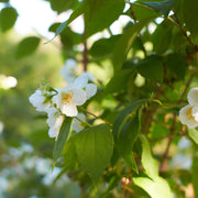 doftschersmin