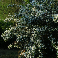 doftschersmin