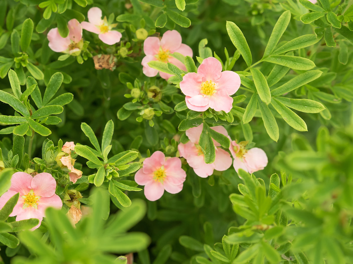 trädgårdstok 'Pink Queen'