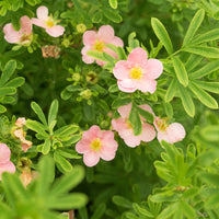 trädgårdstok 'Pink Queen'