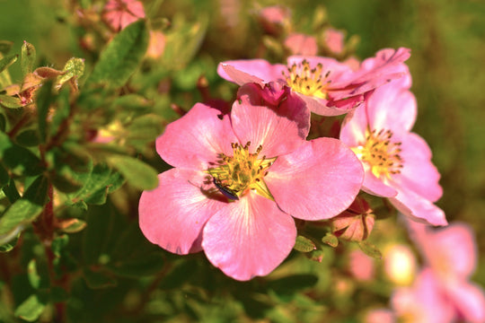 trädgårdstok 'Pink Queen'