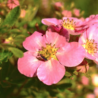 trädgårdstok 'Pink Queen'