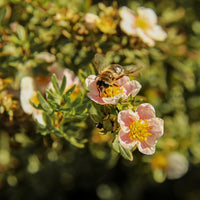 trädgårdstok 'Pink Queen'
