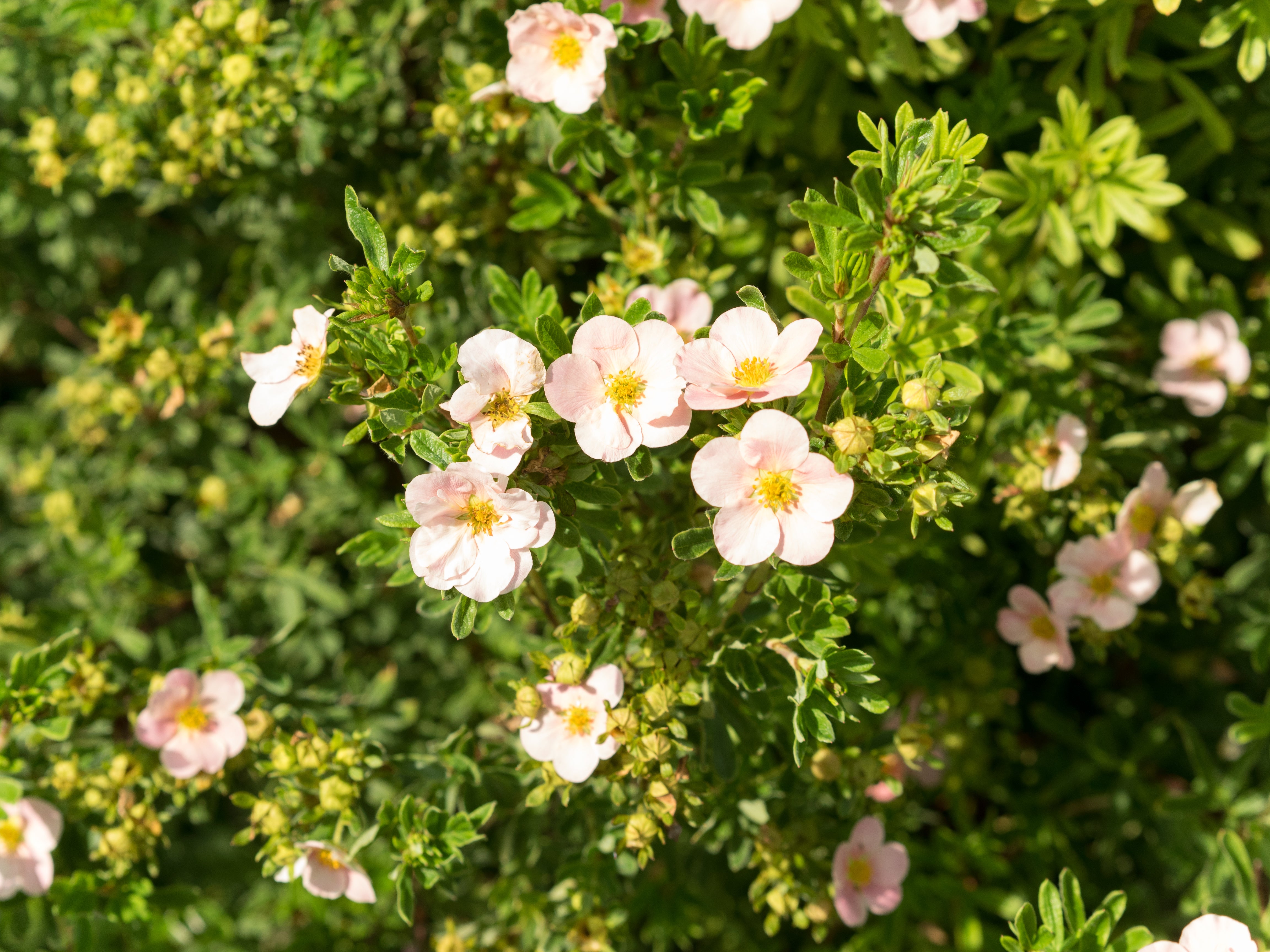 trädgårdstok 'Pink Queen'