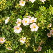 trädgårdstok 'Pink Queen'