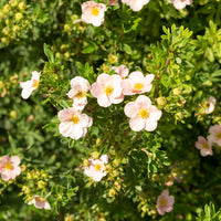 trädgårdstok 'Pink Queen'
