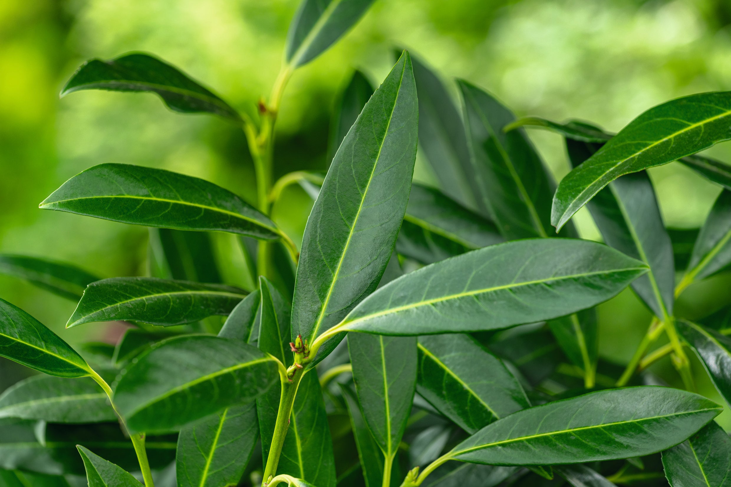 lagerhägg 'Herbergii'