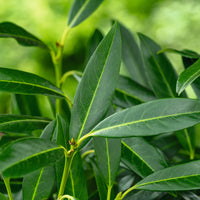 lagerhägg 'Herbergii'