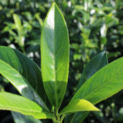 lagerhägg 'Herbergii'