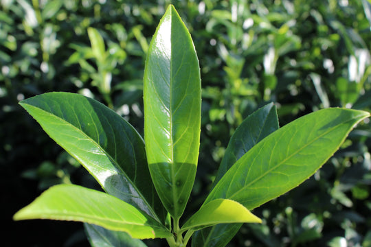 lagerhägg 'Herbergii'