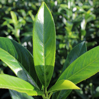 lagerhägg 'Herbergii'