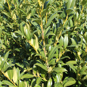 lagerhägg 'Herbergii'