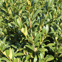 lagerhägg 'Herbergii'