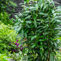 lagerhägg 'Herbergii'