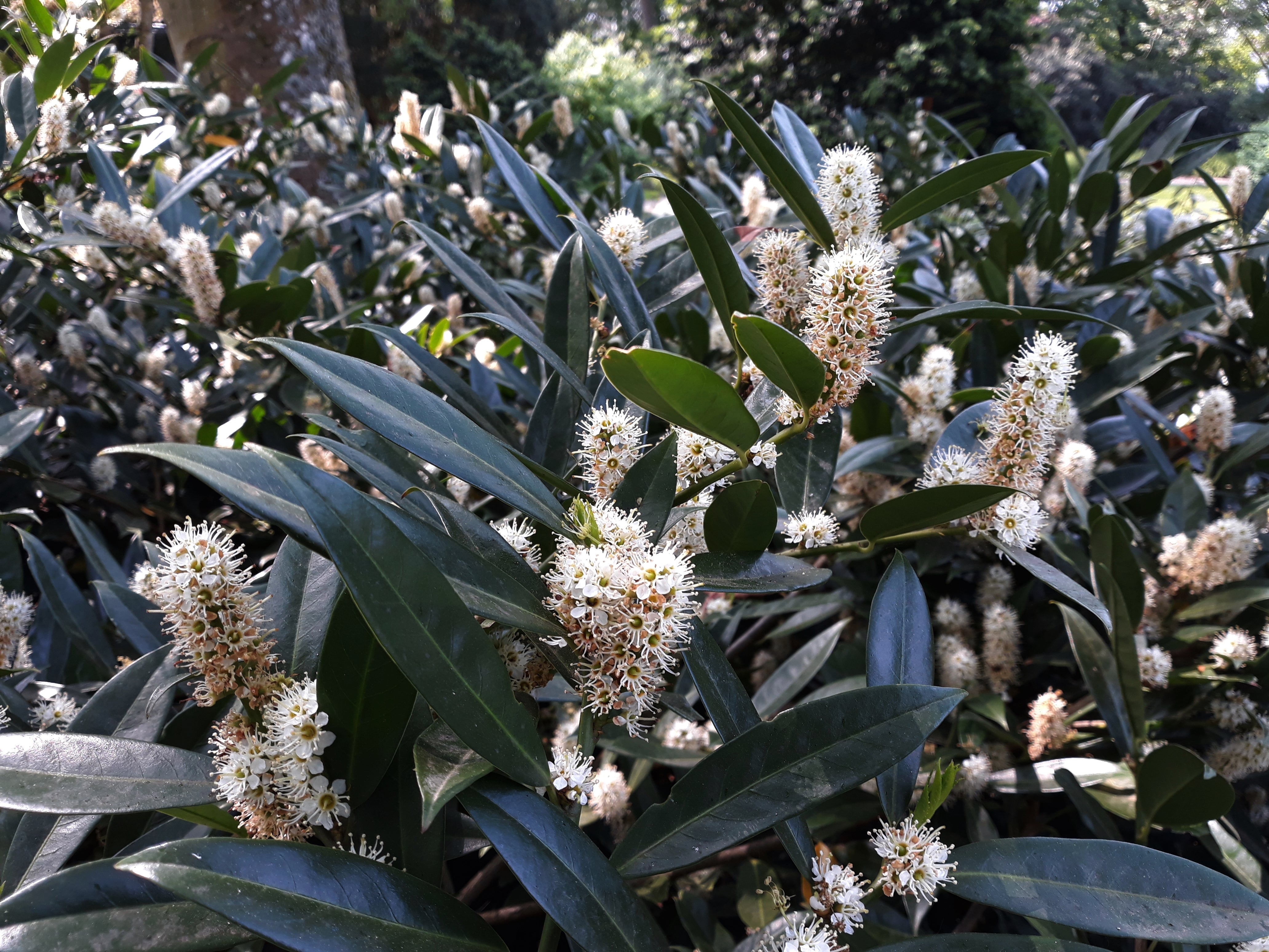 lagerhägg 'Herbergii'