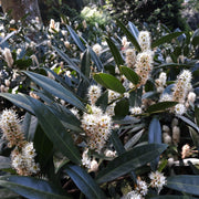 lagerhägg 'Herbergii'