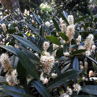 lagerhägg 'Herbergii'