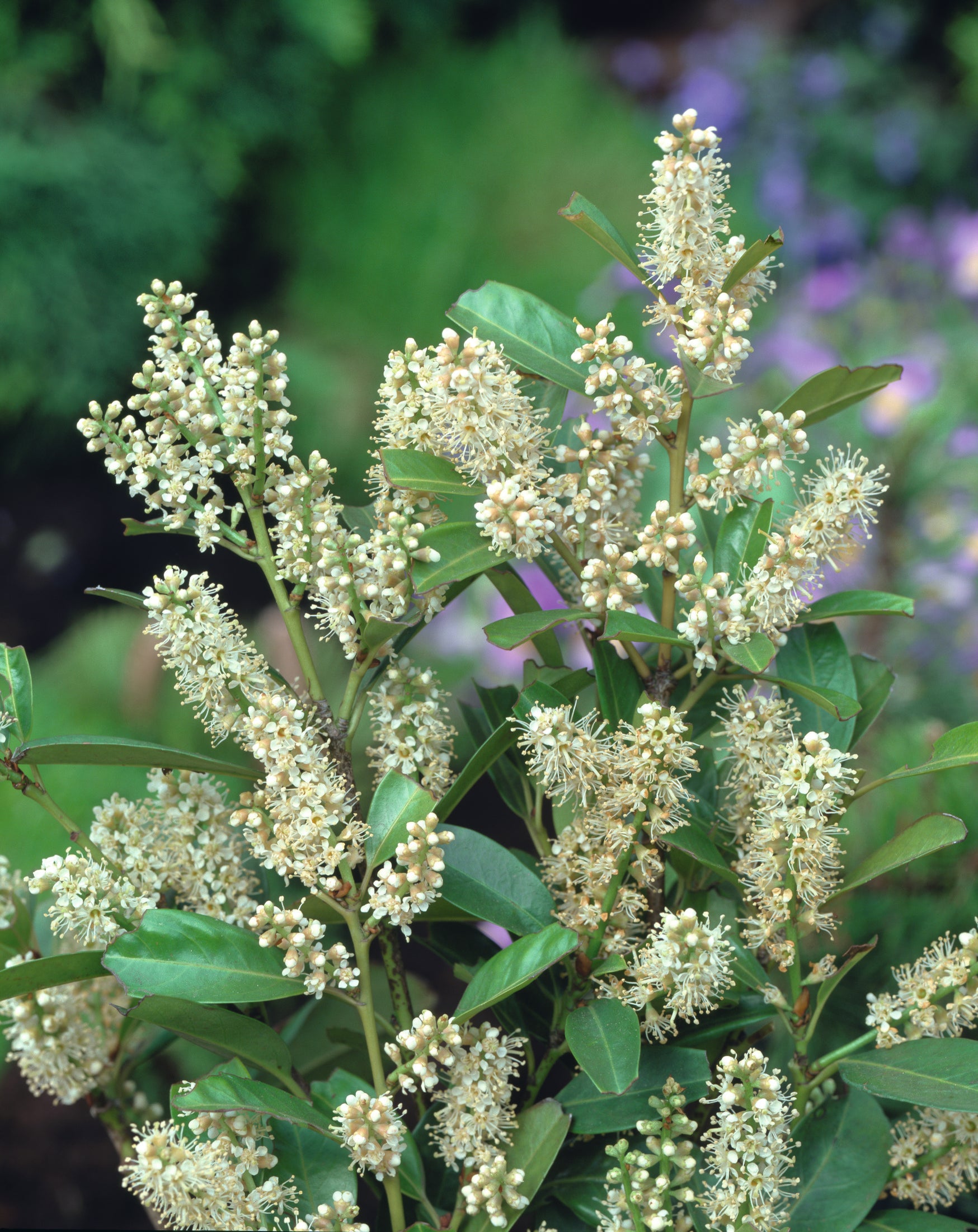 lagerhägg 'Mano'