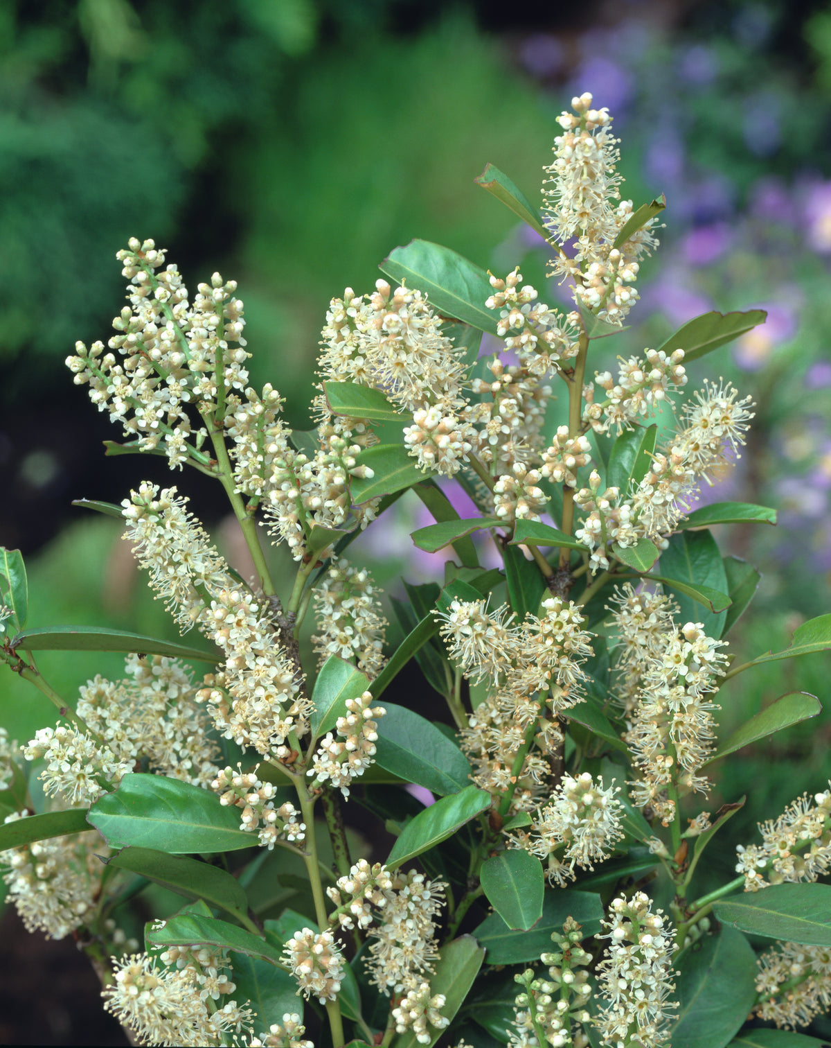 lagerhägg 'Mano'